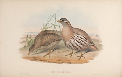 Ammoperdix Heyi by John Gould